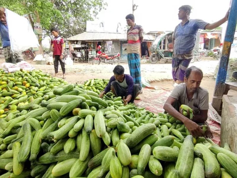 কৃষককে কেন দেড় টাকায় শসা বেঁচতে হয়